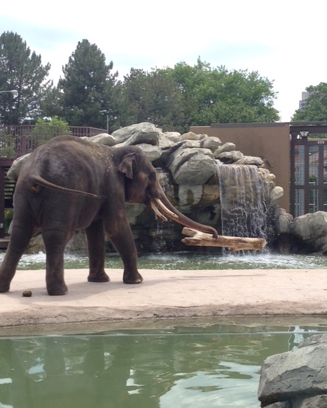 5 Best Experiences at Denver Zoo - Elephant Tossing a Log