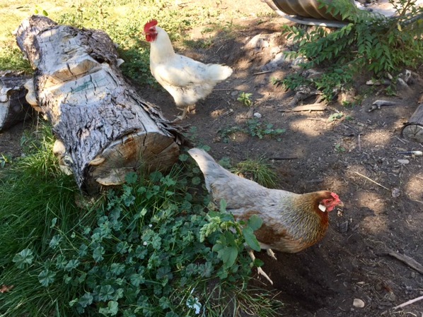 Backyard chickens take a toll on the yard