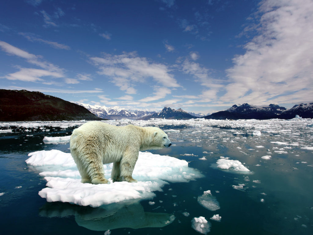 melting-ice-polar-bear-on-206311