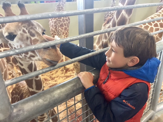 Cheyenne Mountain Zoo feeding giraffes 3