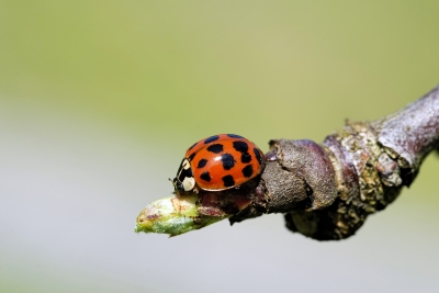 keep insects away from house ladybug