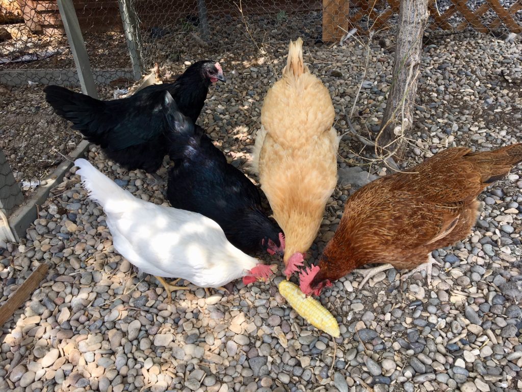 My backyard chickens feasting on corn
