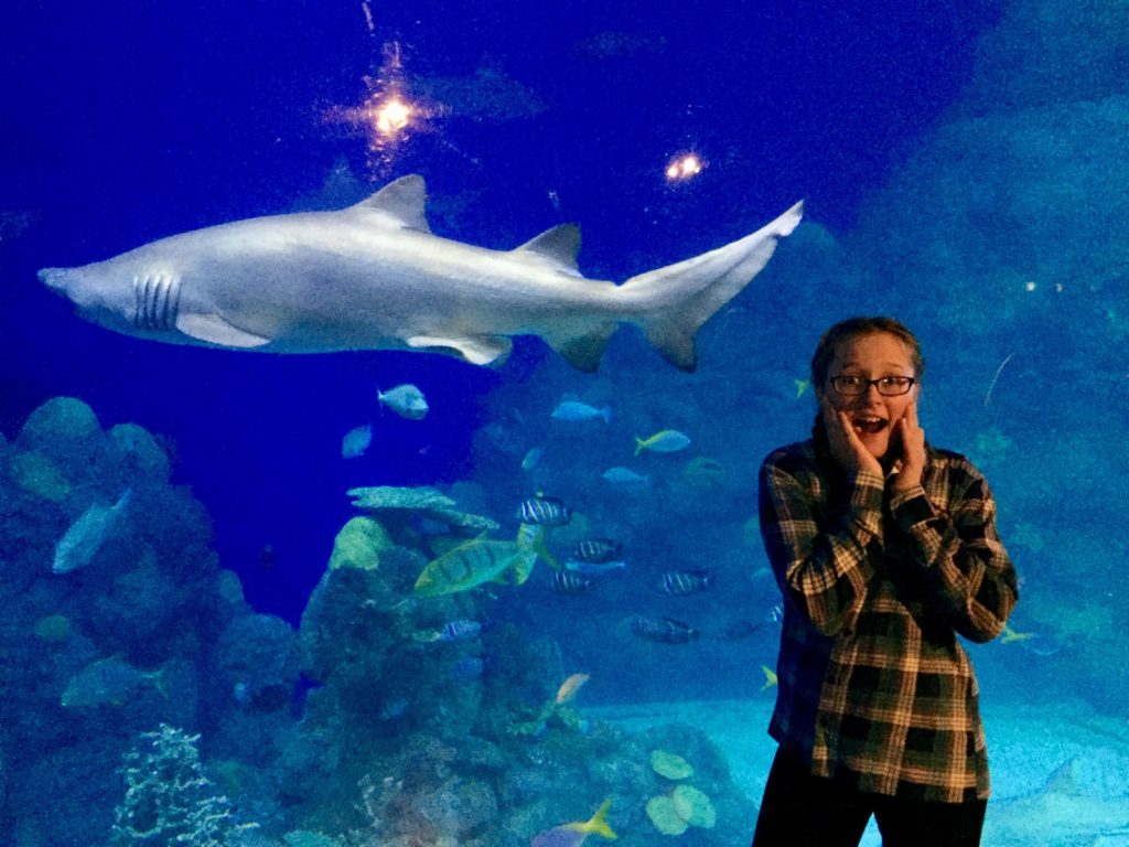 Downtown Denver Aquarium coupon shark