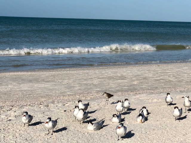 St Petes beach ocean birds - Colorado Mountain Mom