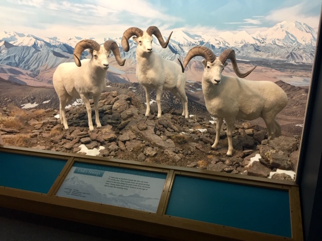 Denver Museum of Nature and Science Rocky Mountain sheep