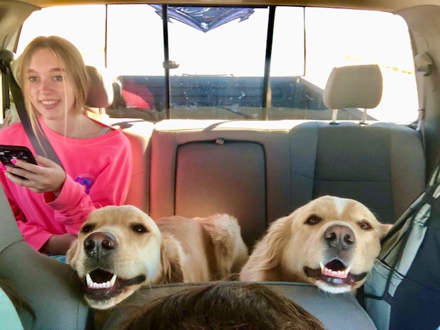 Road Trips with Pets safety tips